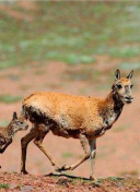 热血三国副本攻略，带你轻松赢取丰厚奖励